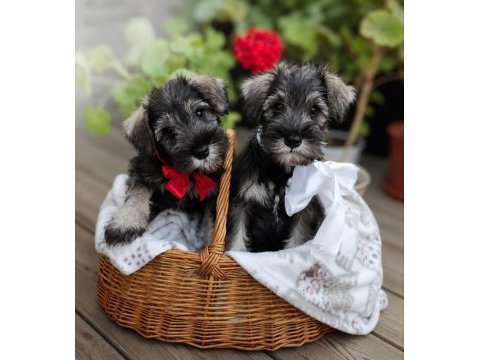 Anne altından rezerve schnauzer bebekler
