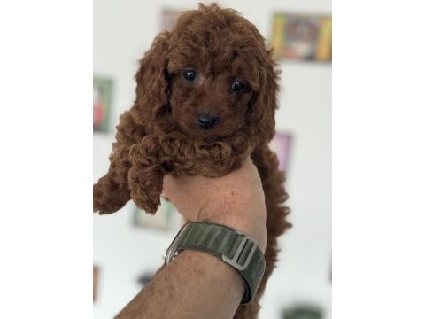 Kalite ve güvenin tek adresi petmode den toy poodle