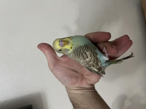 Yavru erkek muhabbet kuşu mırıldıyor konuşmaya yatkın