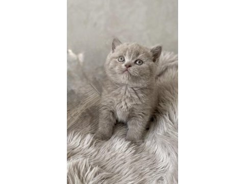 British shorthair (lilac) renk