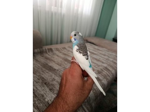 Ele alışmaya uygun yavru muhabbetler