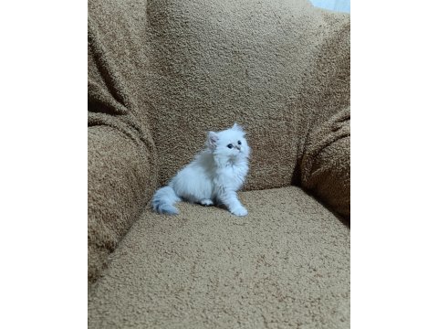 British longhair silver point kızımız