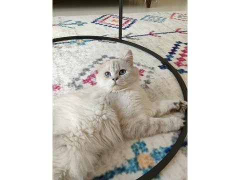 Safkan ırk british longhair erkek 1 yaşında