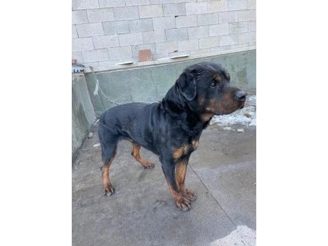 1 dişi ve 1 erkek rottweiler