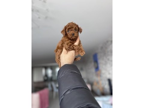 Bebek yüz orjinal ister kore ister toy poodle bebekler
