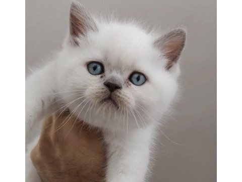 Irkının en iyisi british shorthair yavrularımız 