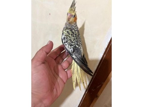 Tam 59 günlük oyun hamuru sultan bebek