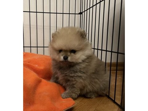 2 aylık orjinal pomeranian boo