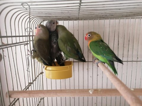 Cennet ve sevda papağanları