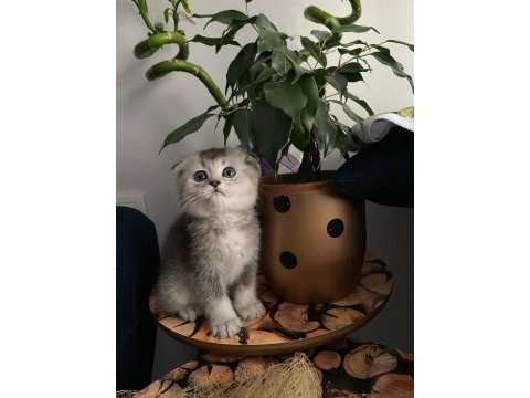 2 aylık scottish fold yavrular