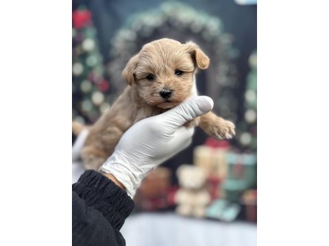 Korea premium maltipoo puppies