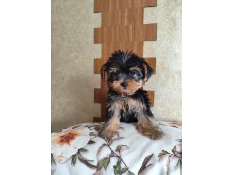 Yorkshire terrier kızlar