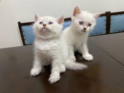 10 gün sonra teslim blue point british shorthair