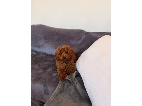 Sağlık ve ırk garantili toy poodle