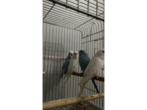 4 adet muhabbet kuşu damızlık
