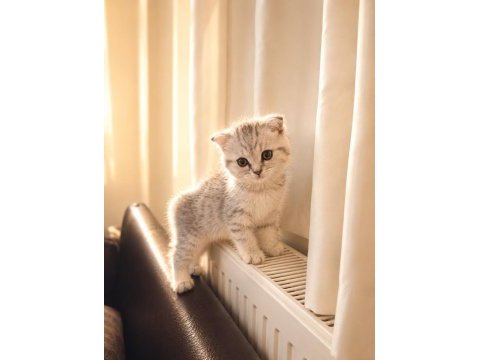 3 aylık scottish fold dişi