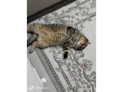Scottish fold kedimizi sahiplendirmek istiyoruz