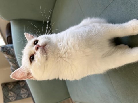 Dişi 7 aylık british shorthair