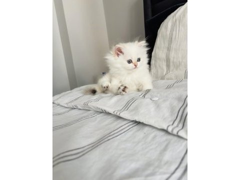 British longhair safkan