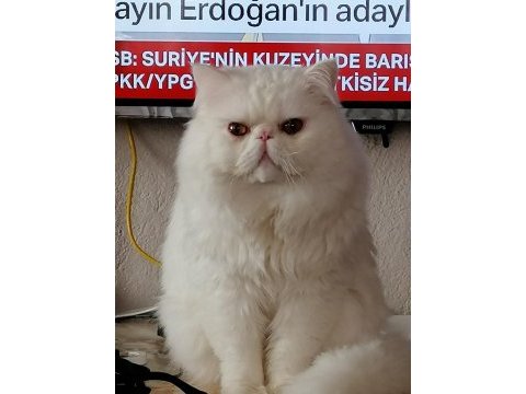 Safkan iran kedisi yavruları