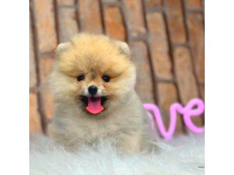 Full şecereli ayıcık yüzlü pomeranian boo