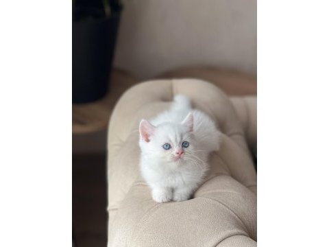 Üst düzey kalitede beyaz  british shorthair