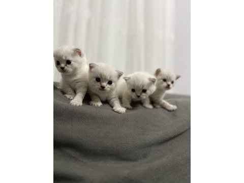 British shorthair blue point yavruları