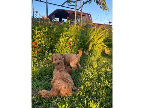 Cockapoo bebekler