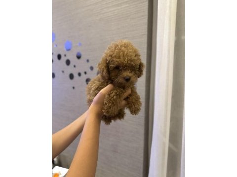 Tuvalet eğitimli evde büyüyen erkek poodle yavru