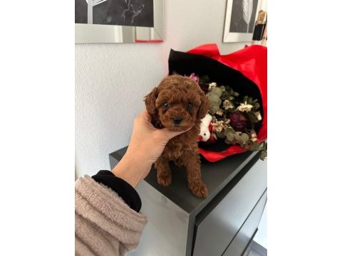 Teacup kore toy poodle yavrular