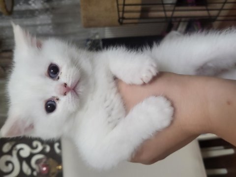 British longhair taneleri yeni yuvasını bekliyor