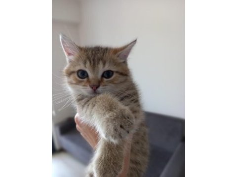 2 aylık golden tabby scottish erkek yavrumuz sahibini arıyor