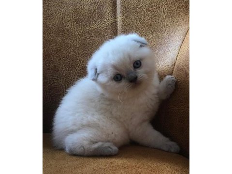 Scottish fold cinsi yavru kediler