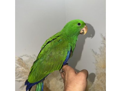 Eclectus papağanı yavru