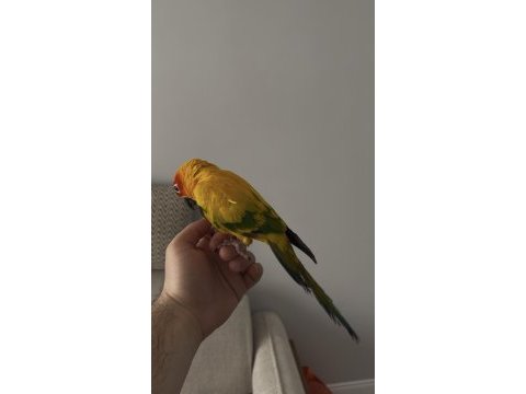 3 yaşında evcil güneş konur