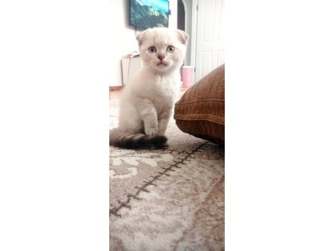 Safkan blue point scotish fold