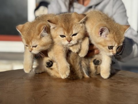 En güzel golden british shorthair yavrularımız