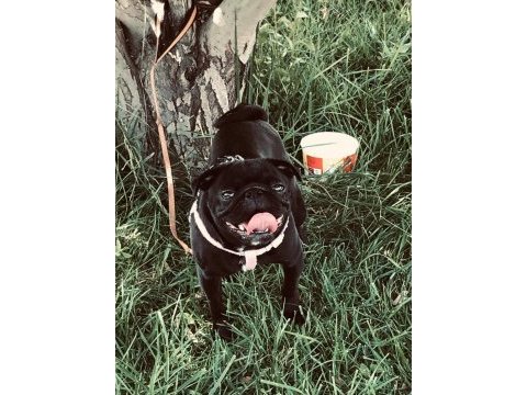 1 yaşında siyah dişi pug acil yuva aranıyor