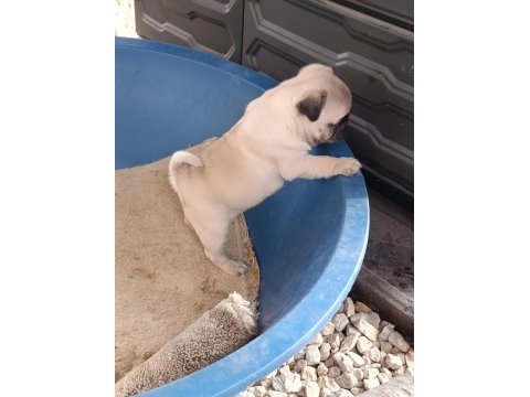 Pug dişi yavrumuz sahiplendirilecektir