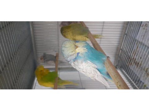 Show jumbo üst kalite mükemmel muhabbet kuşu yavruları