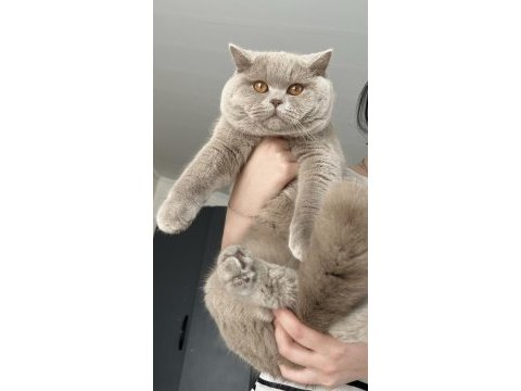 Erkek british shorthair 9 aylık