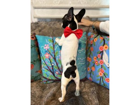 Safkan yakışıklı french bulldog