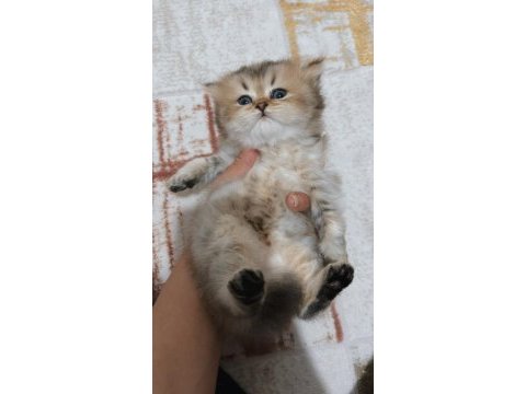Longhair yavrularımız yeni sahiplerini bekliyor