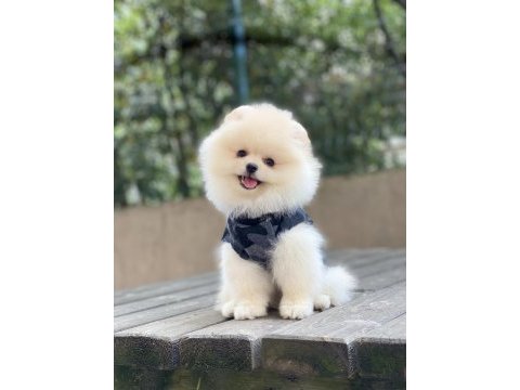 Orjinal pomeranian