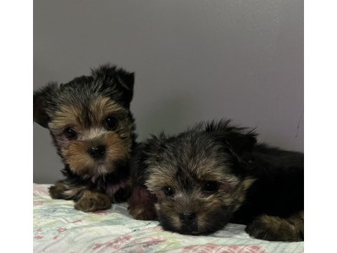 Orjinal yorkshire terrier bebekler