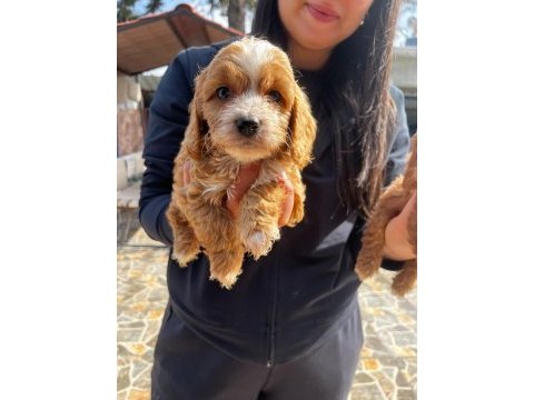 Maltipoo yavrularımız