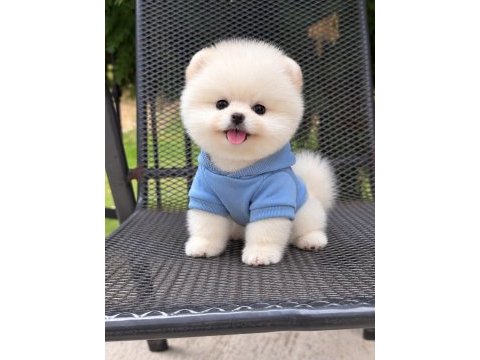 Ayı surat köpeklerimiz