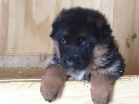 Alman çoban köpeği yavruları