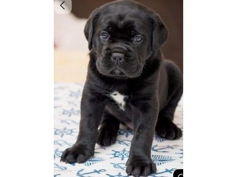 Siyah cane corso bebeklerimiz