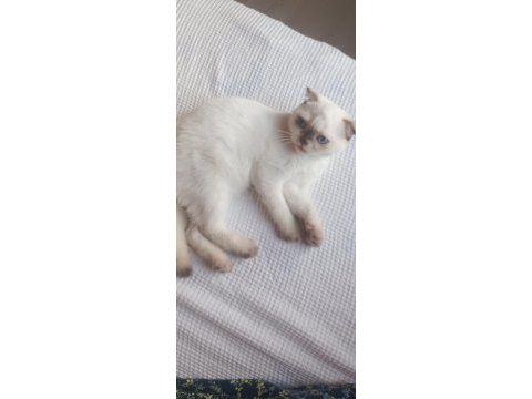 Scottish fold 30 mayıs doğumlu